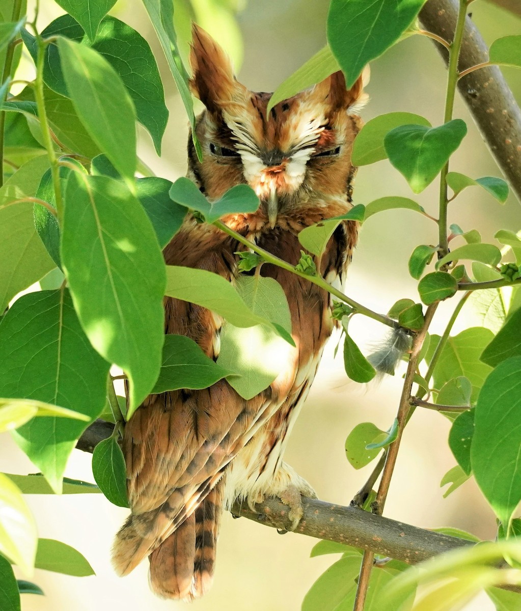 Eastern Screech-Owl - ML437600831