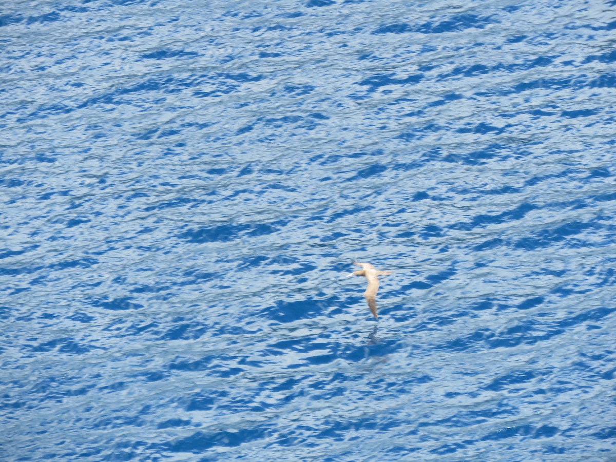 Brown Booby - ML43760101