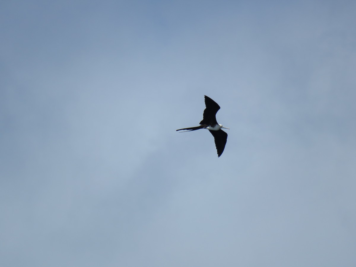 Magnificent Frigatebird - ML43760141