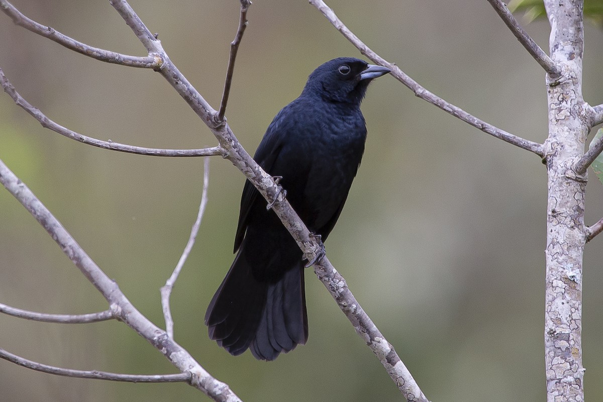 White-lined Tanager - ML437602151