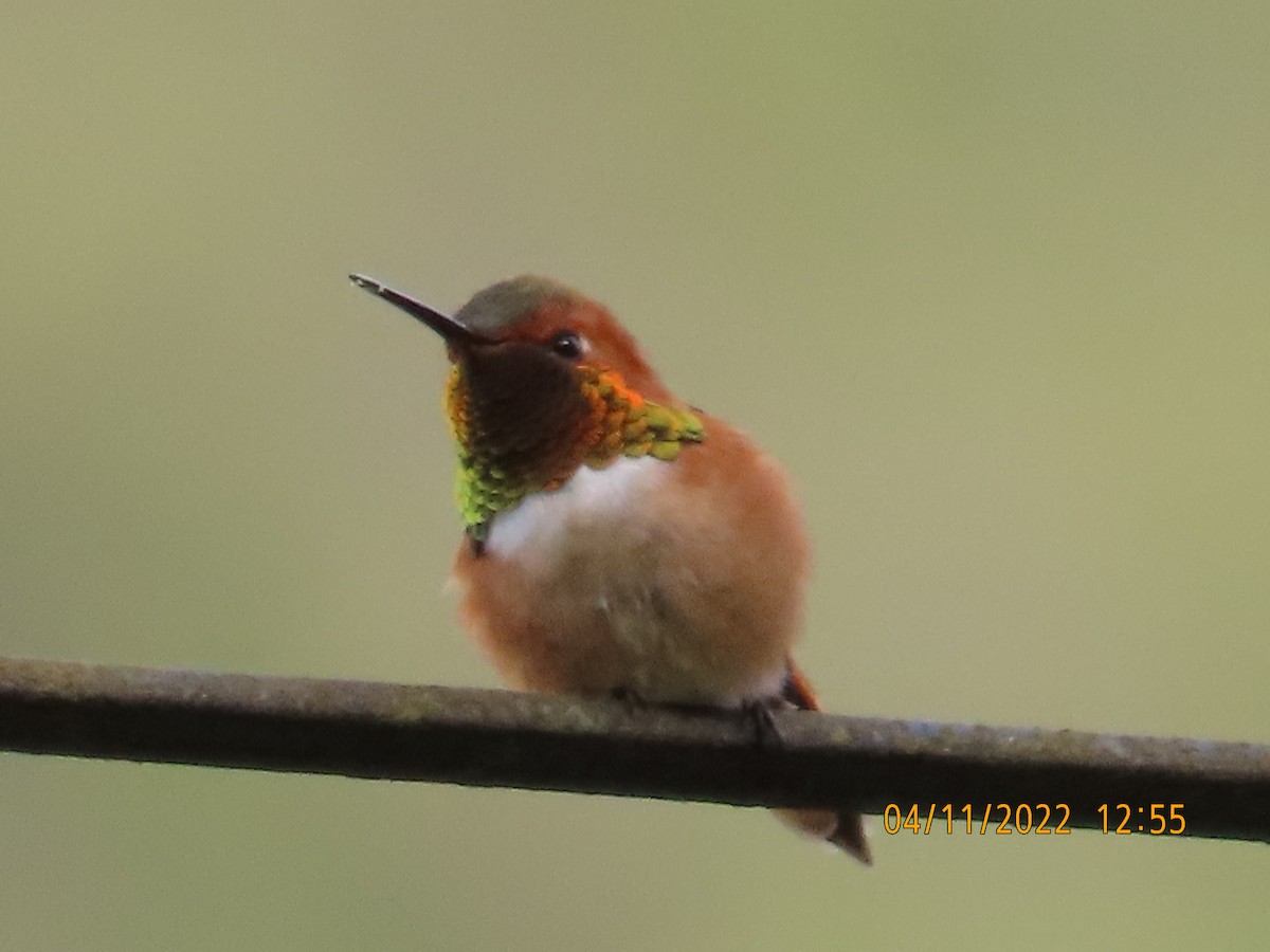 Rufous Hummingbird - ML437602941
