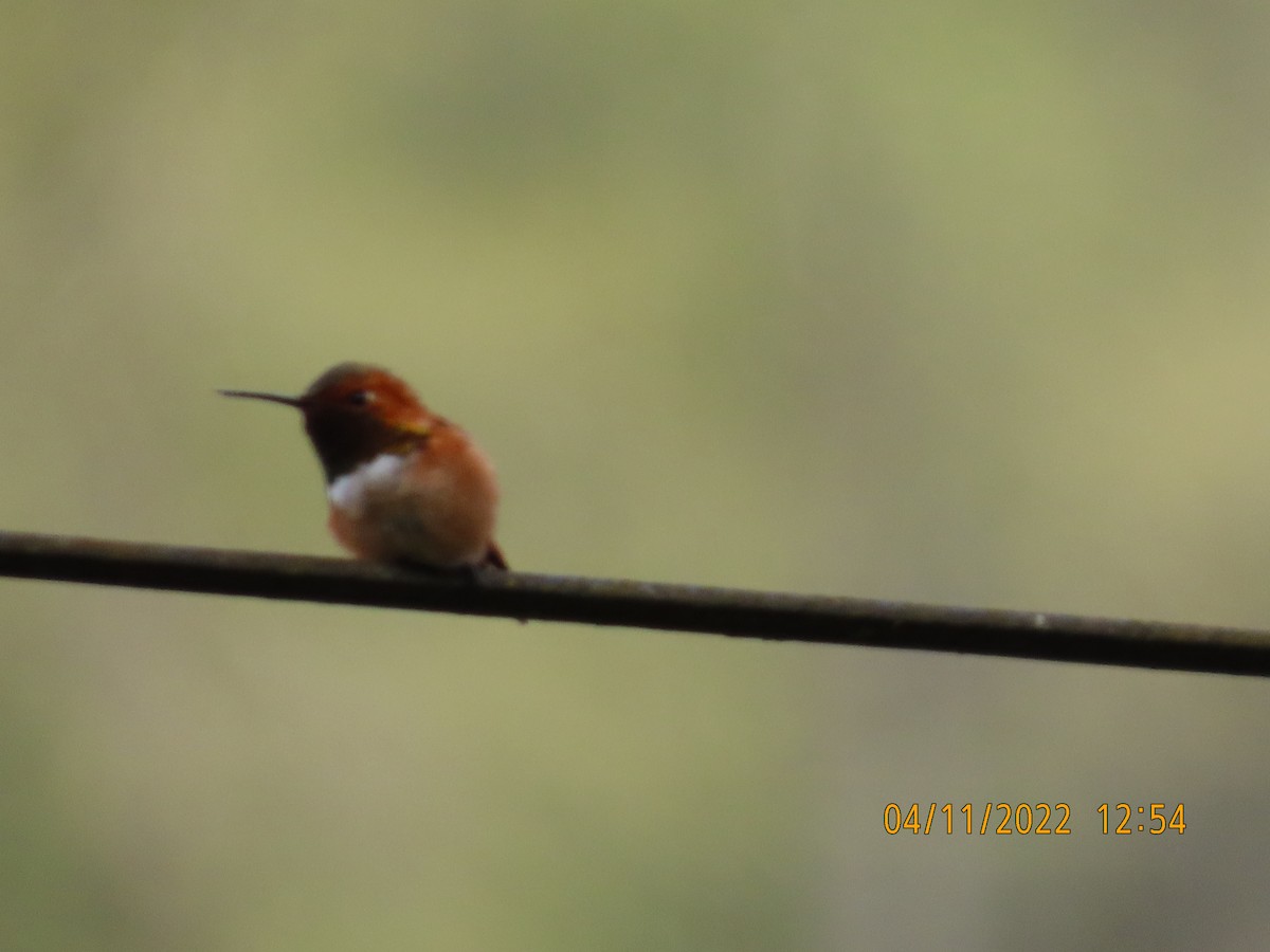 Rufous Hummingbird - ML437603101