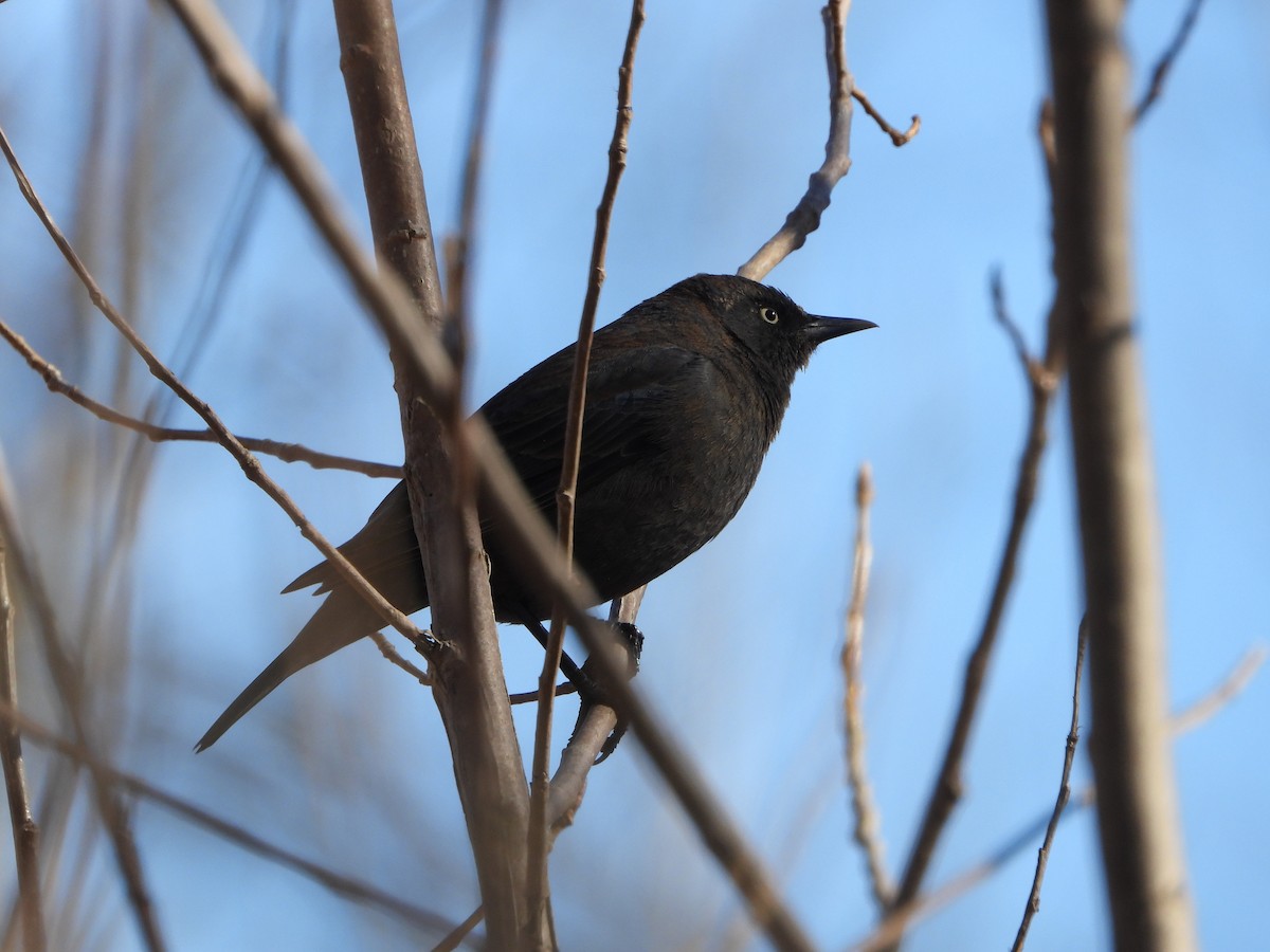 Rusty Blackbird - ML437603541
