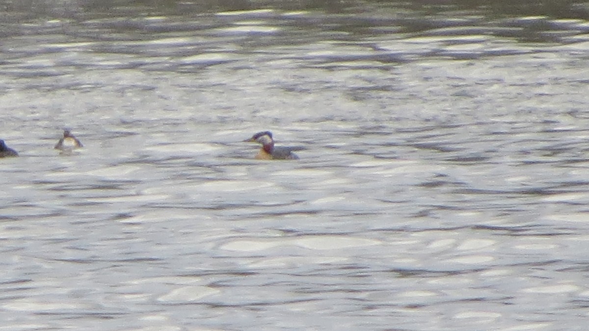 Red-necked Grebe - ML437604531