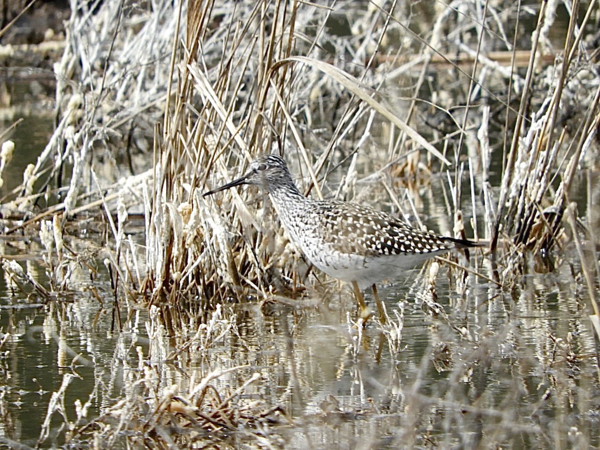 Greater Yellowlegs - ML437605441