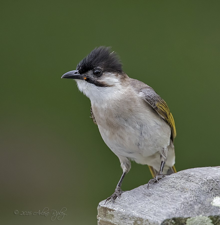 Styan's Bulbul - Arlene Ripley