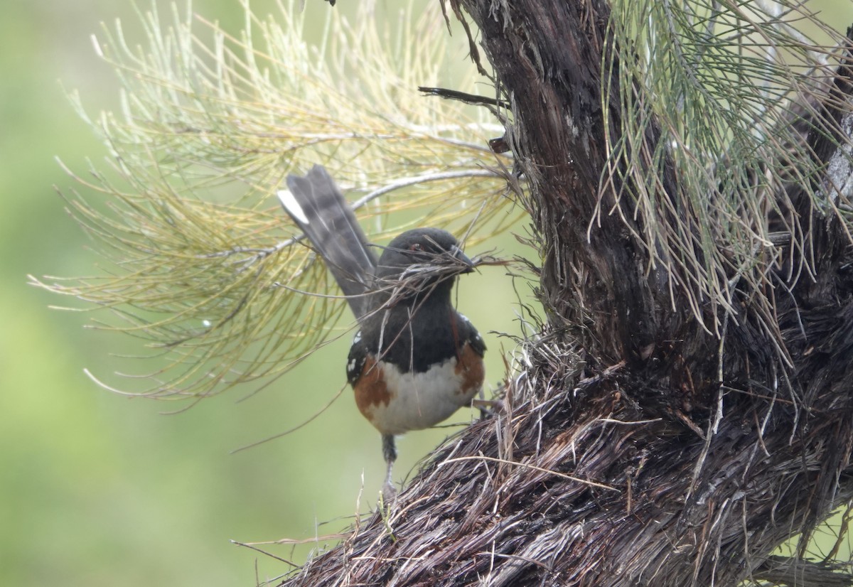 Spotted Towhee - Michelle MacKenzie