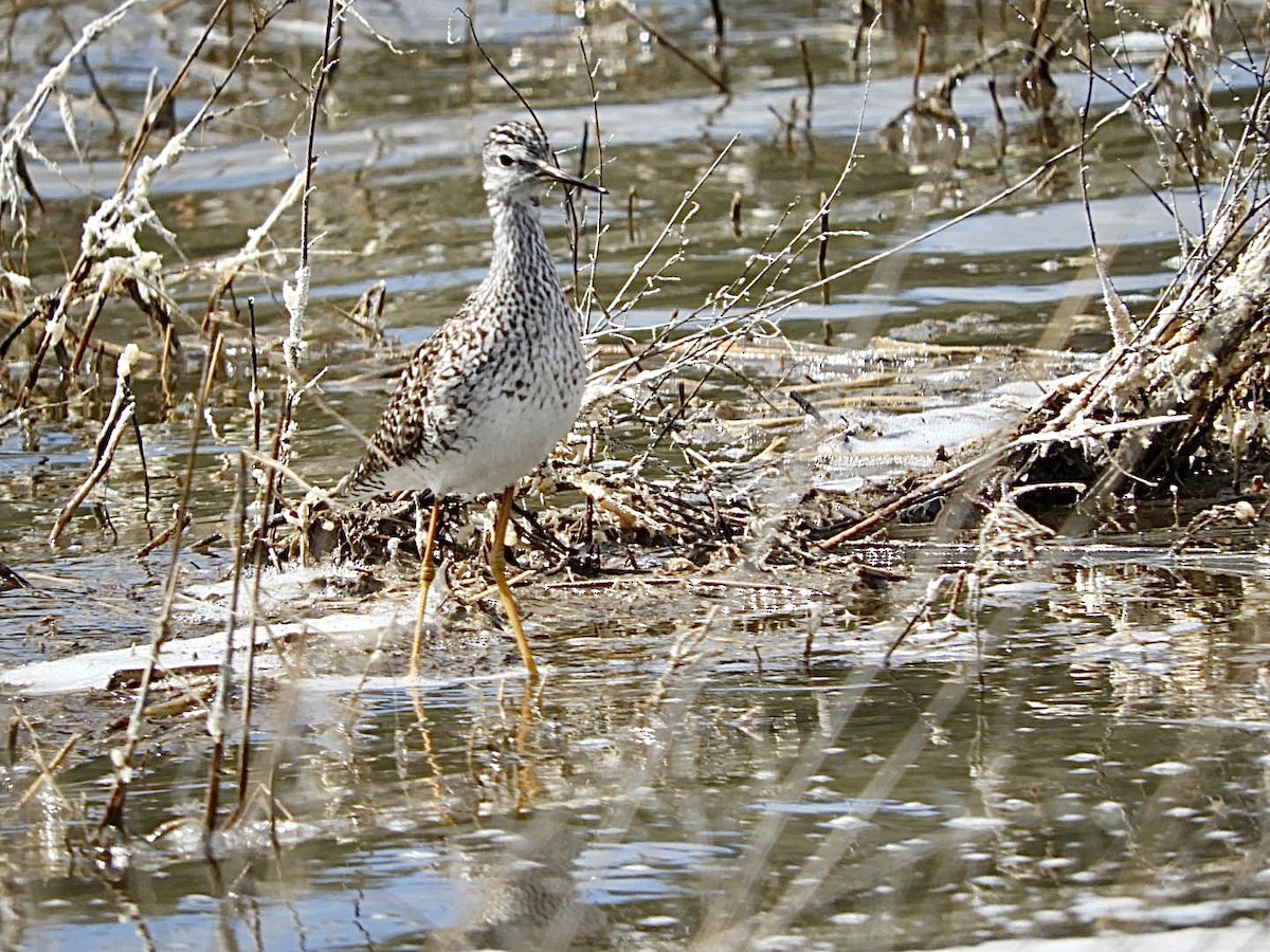 Greater Yellowlegs - ML437606661