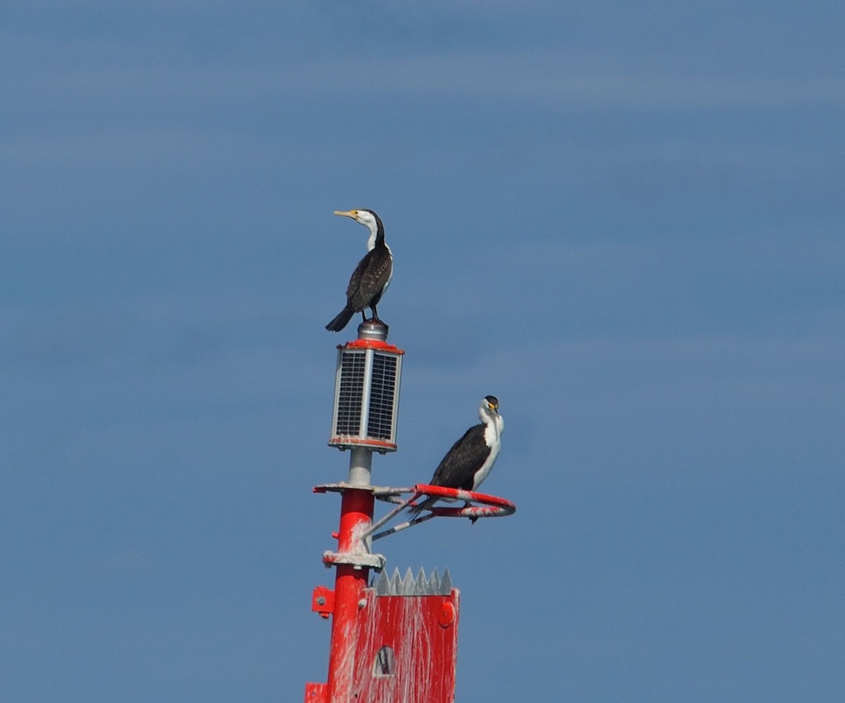 Pied Cormorant - ML437607271