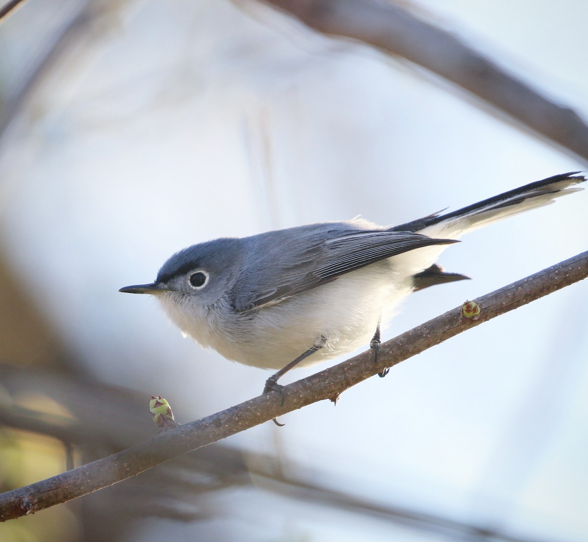 Blue-gray Gnatcatcher - ML437607881