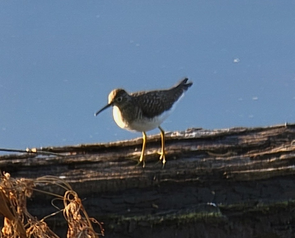 Solitary Sandpiper - ML437609491