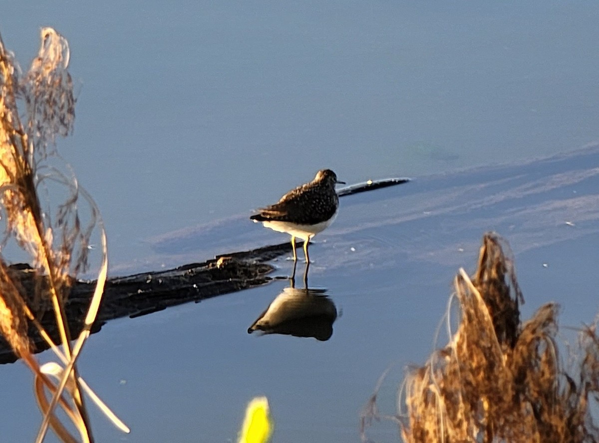 Solitary Sandpiper - ML437609501