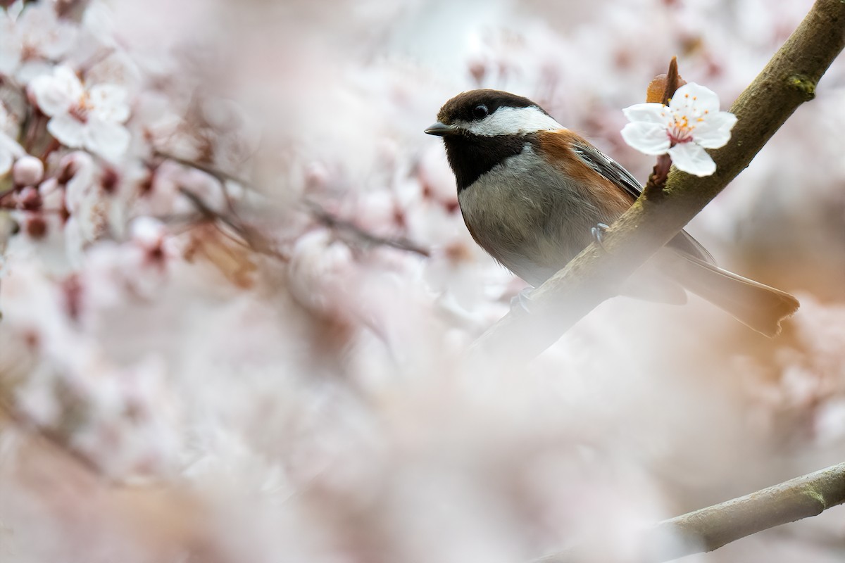 Chestnut-backed Chickadee - Connor Bowhay