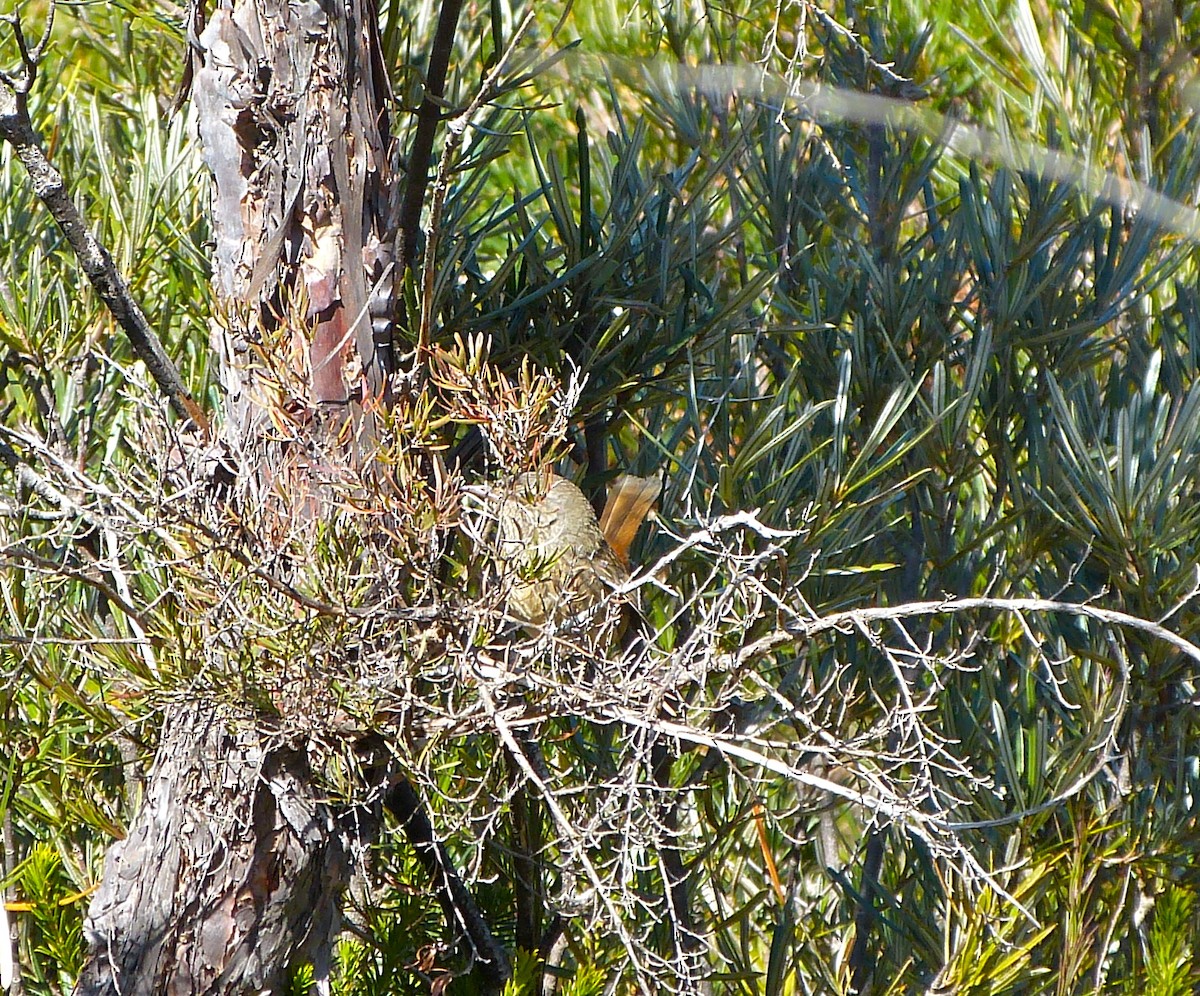 Chestnut-rumped Heathwren - ML43761051