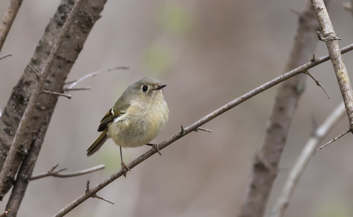 Ruby-crowned Kinglet - ML437610821