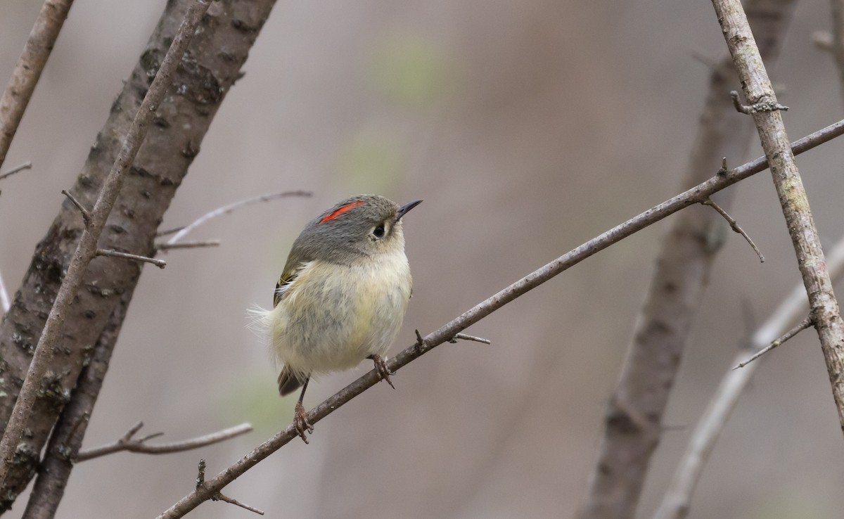 Ruby-crowned Kinglet - Jay McGowan