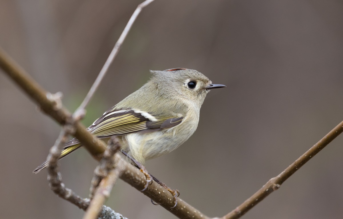 Ruby-crowned Kinglet - ML437611281