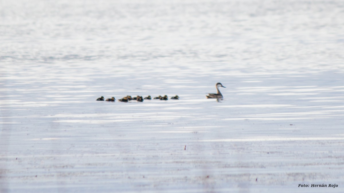 White-cheeked Pintail - ML43761151