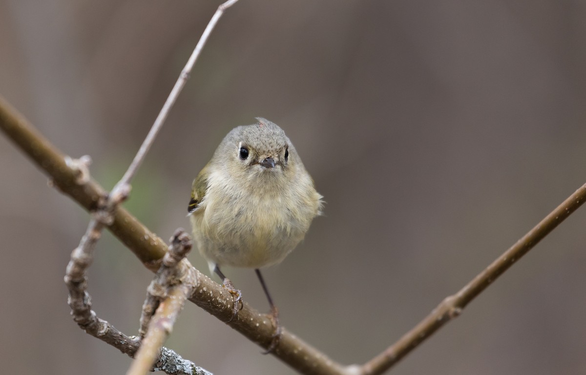 Ruby-crowned Kinglet - ML437611591