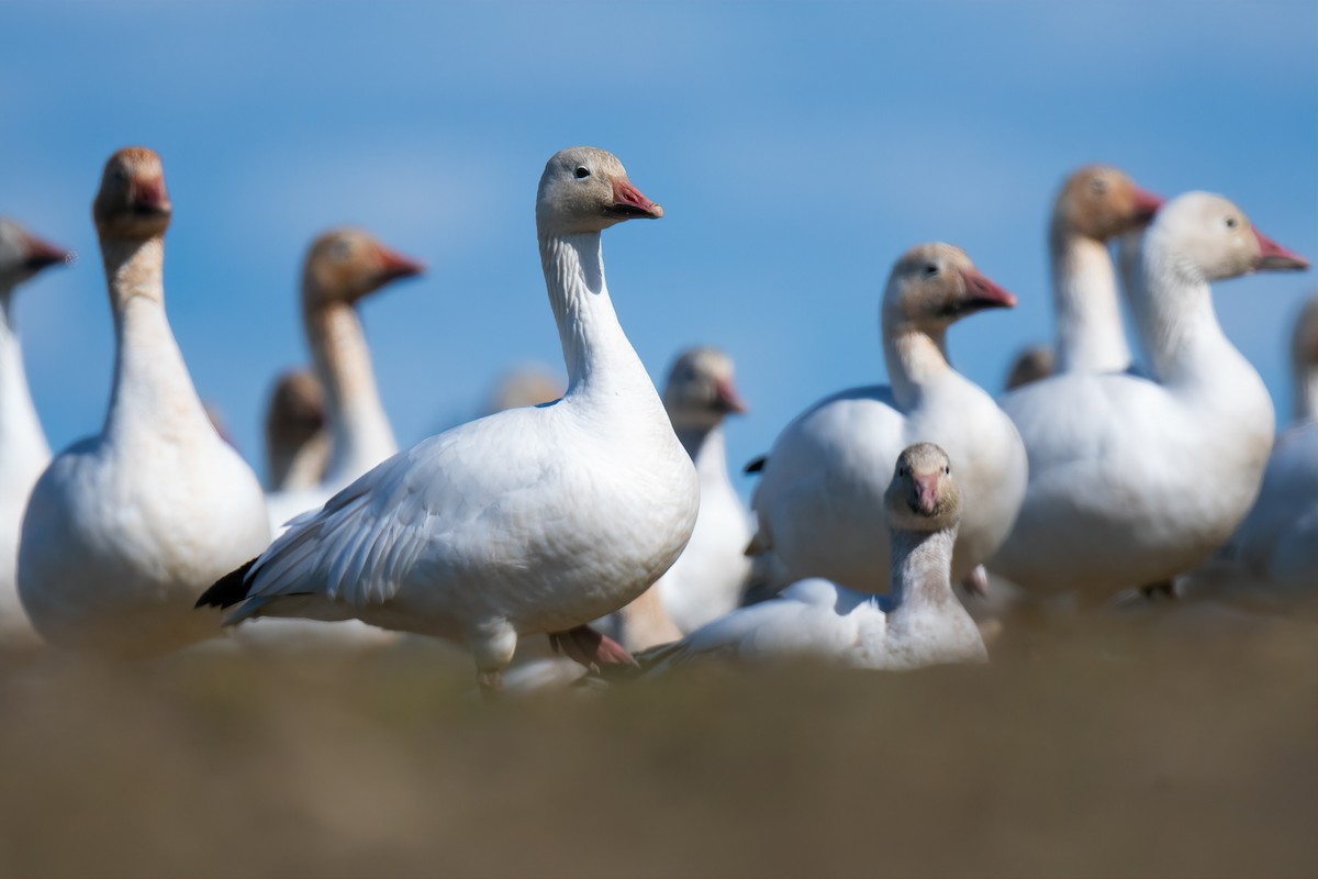 Snow Goose - ML437611701