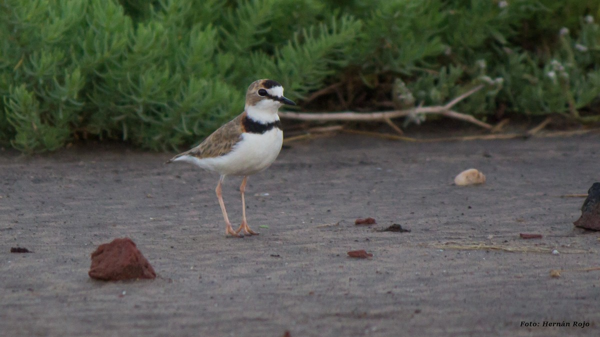 Collared Plover - ML43761181