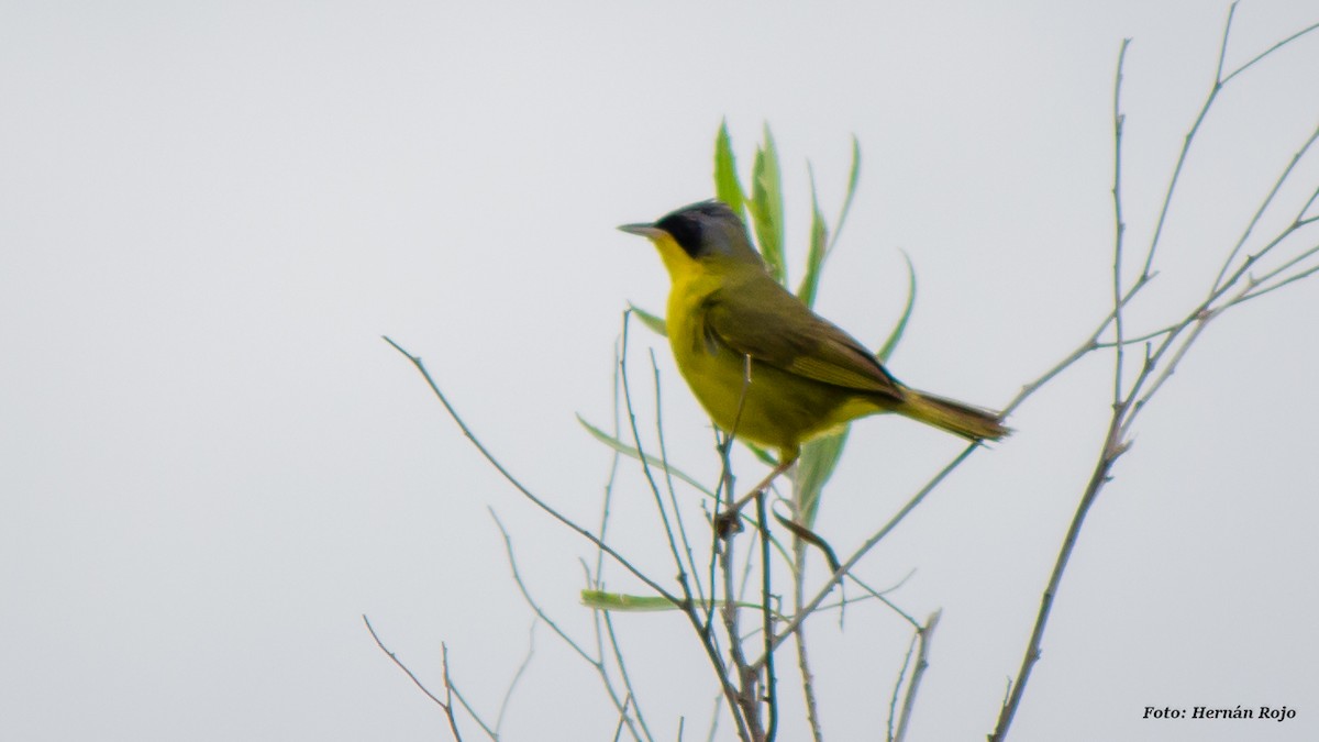 Southern Yellowthroat - ML43761201