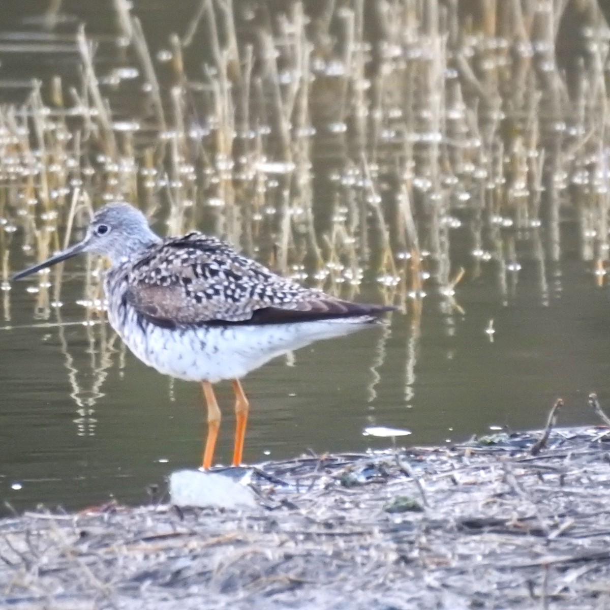 Greater Yellowlegs - ML437615421