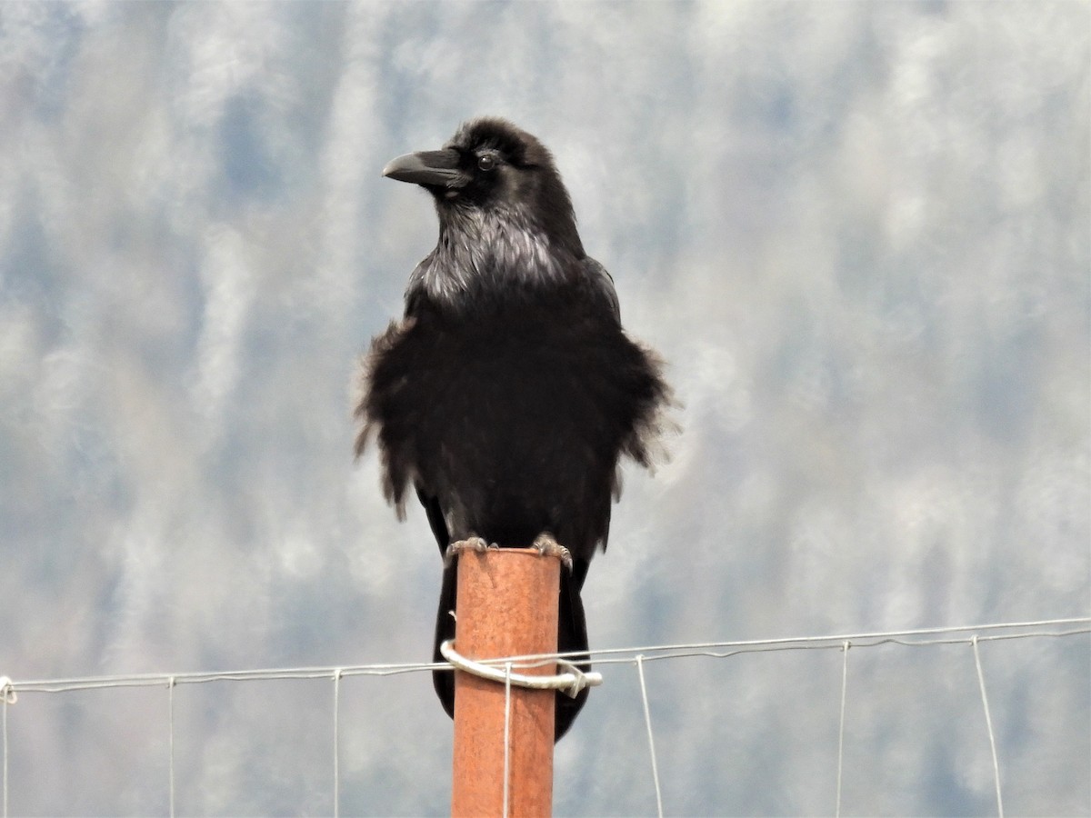 Common Raven - ML437615441