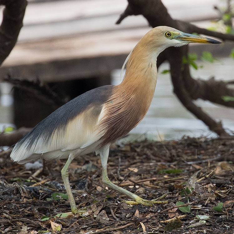 Javan Pond-Heron - www.aladdin .st