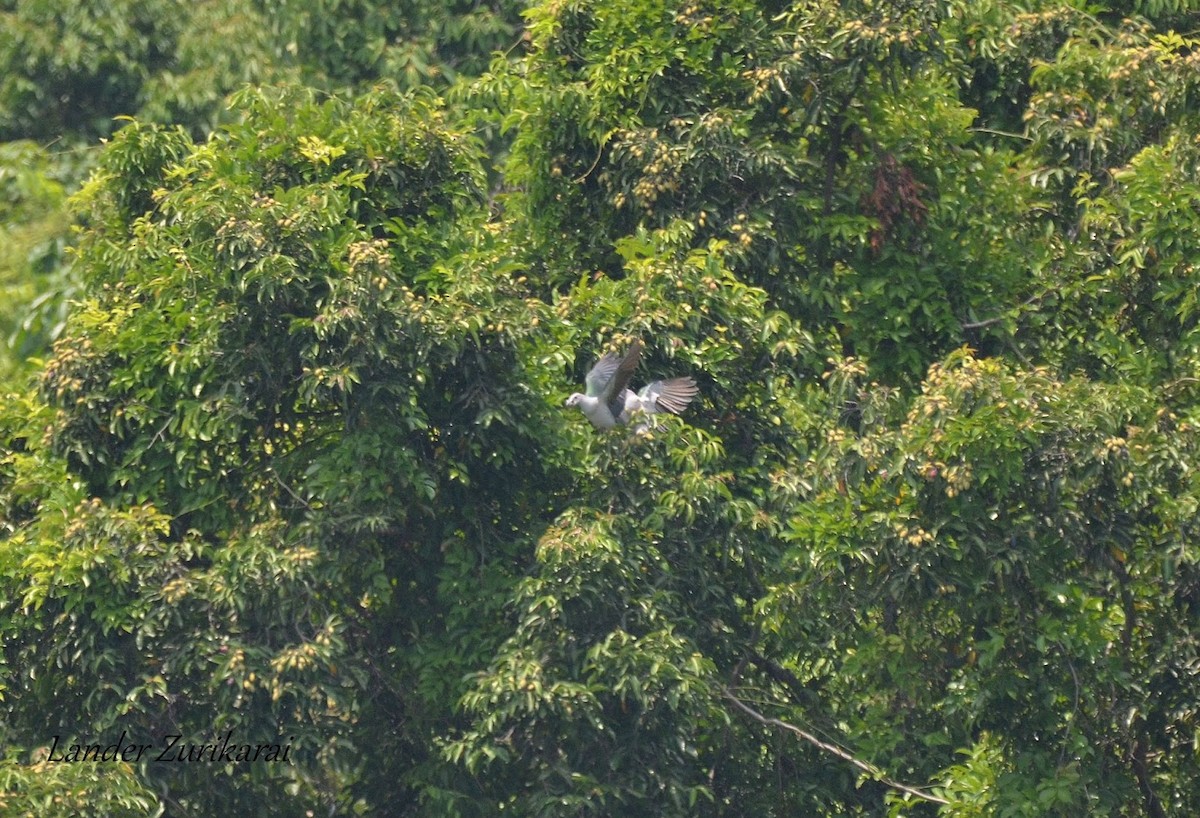 Green Imperial-Pigeon - ML437618471