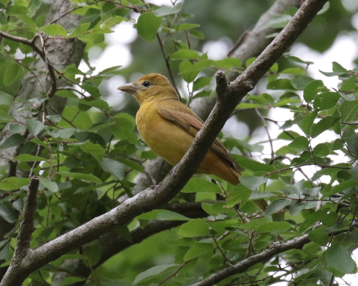 Summer Tanager - ML437619761