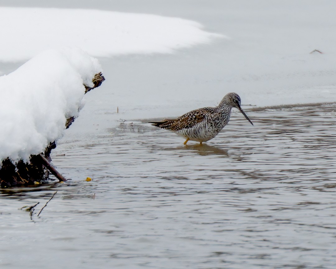 Greater Yellowlegs - ML437623281