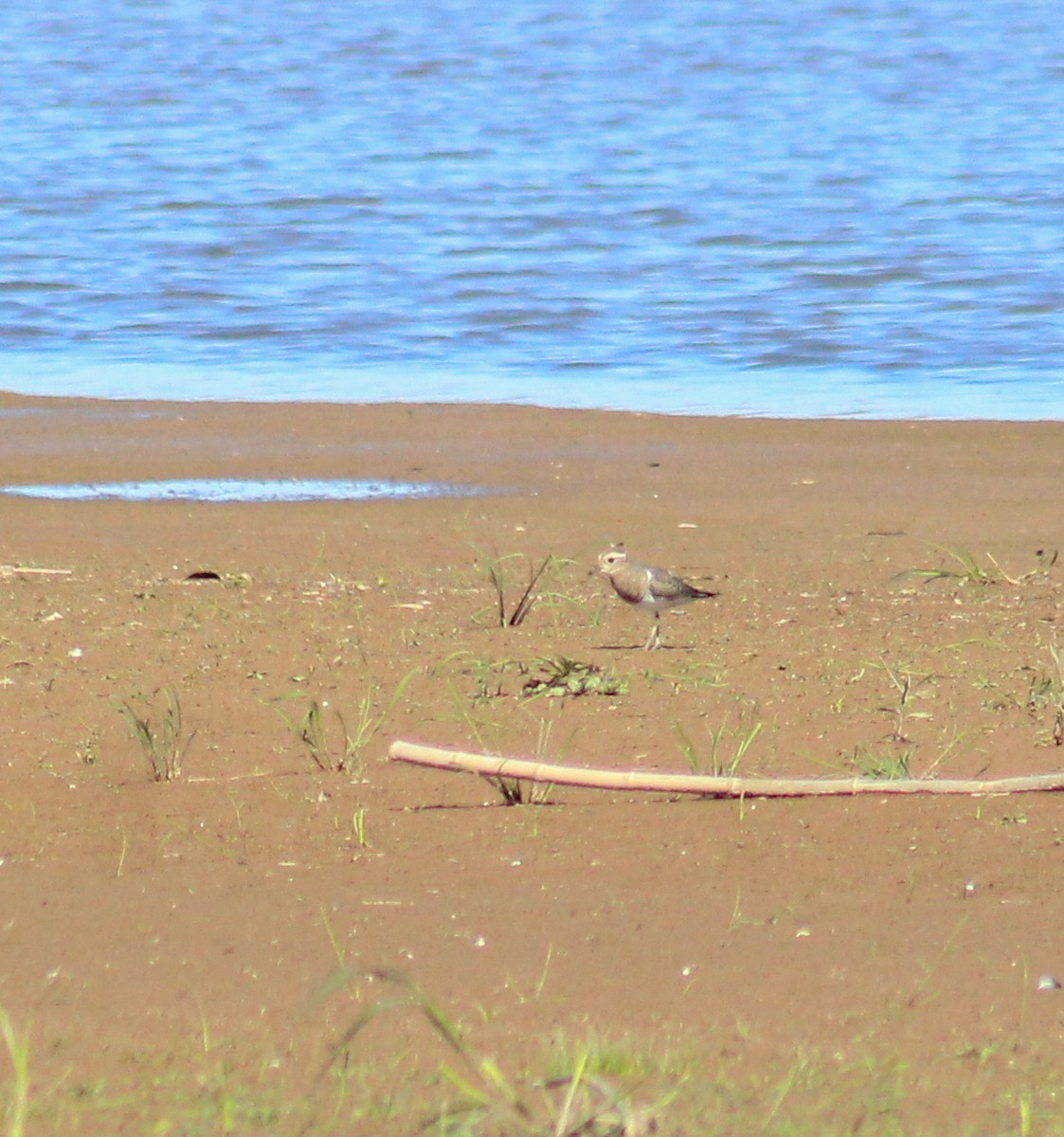 Rufous-chested Dotterel - ML437624661