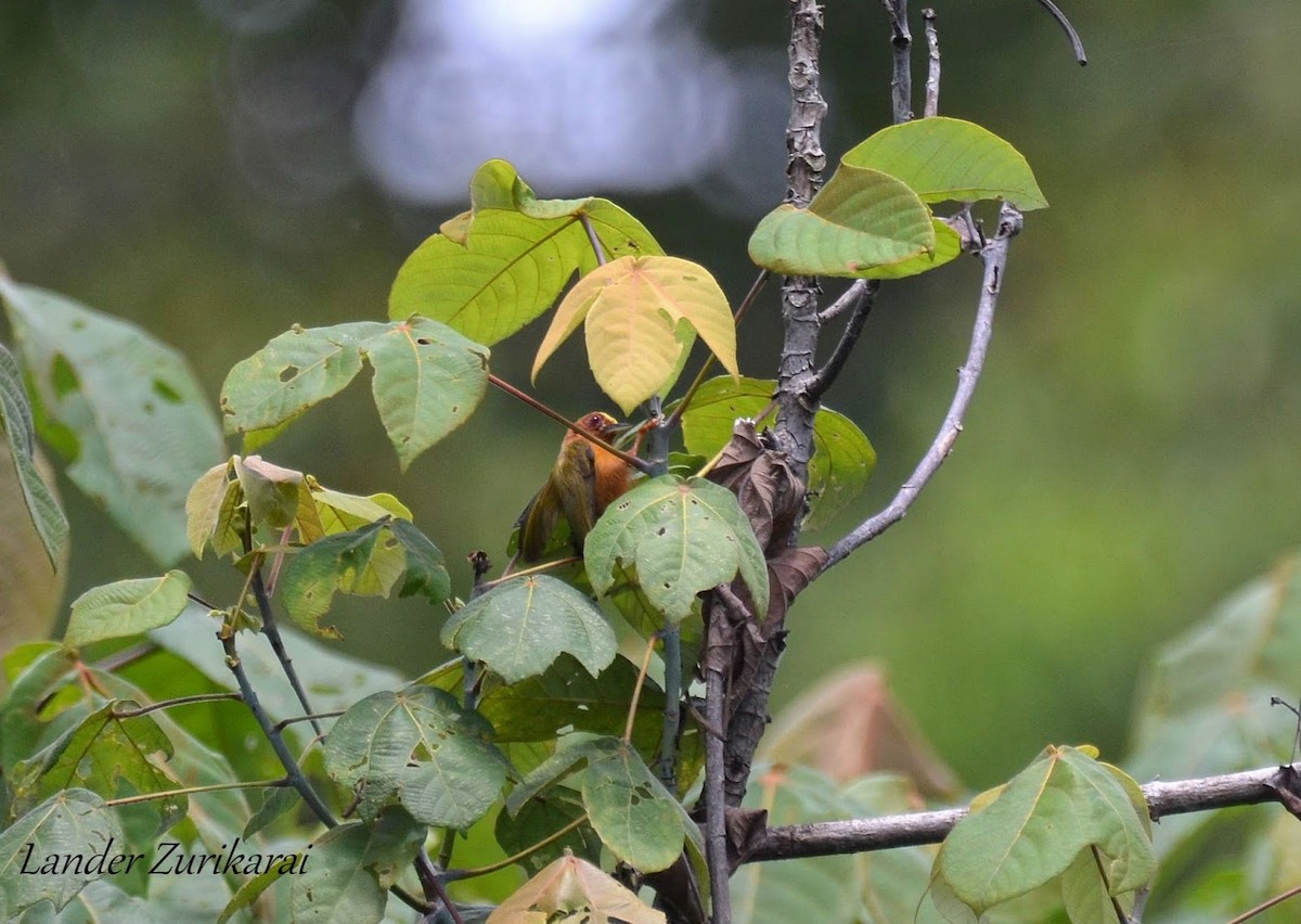 Rufous Piculet - ML437624931