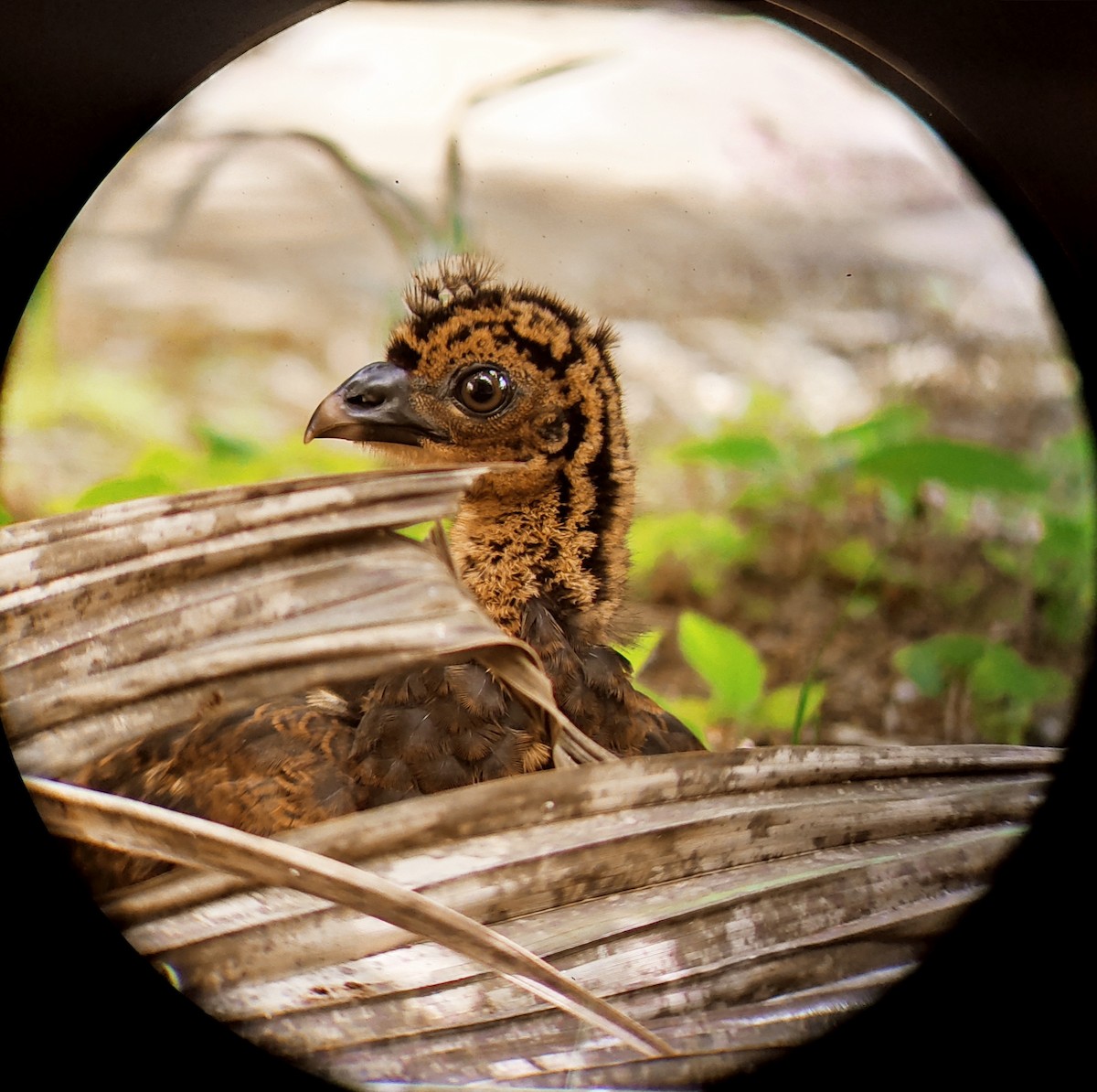 Great Curassow - ML437625261