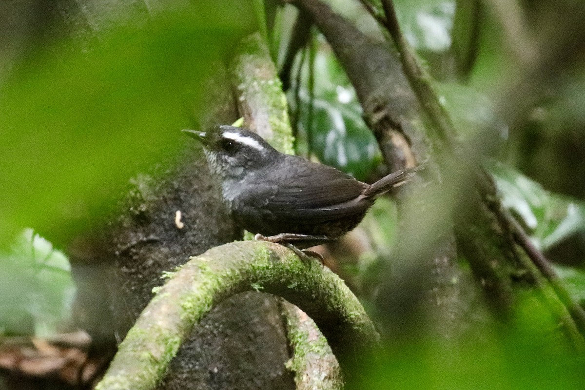 Tacarcuna Tapaculo - ML437626611