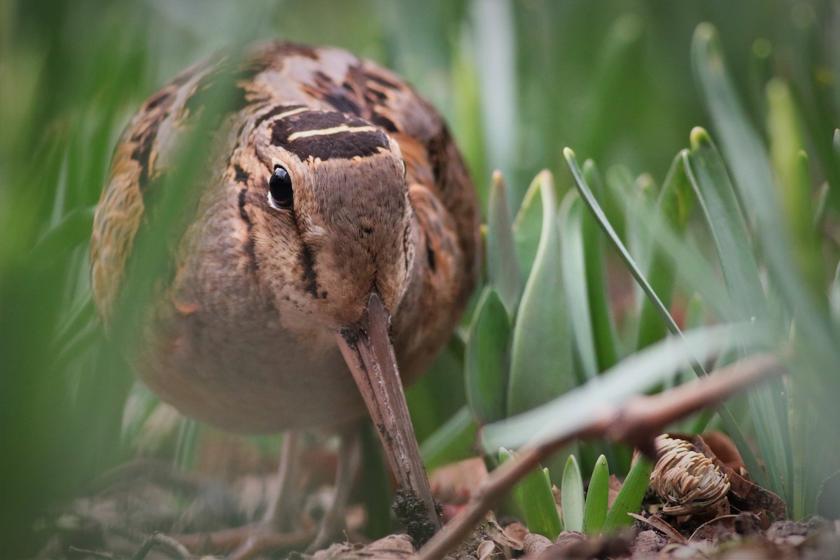 American Woodcock - ML437627811