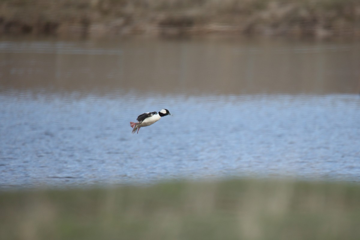 Bufflehead - ML437629221