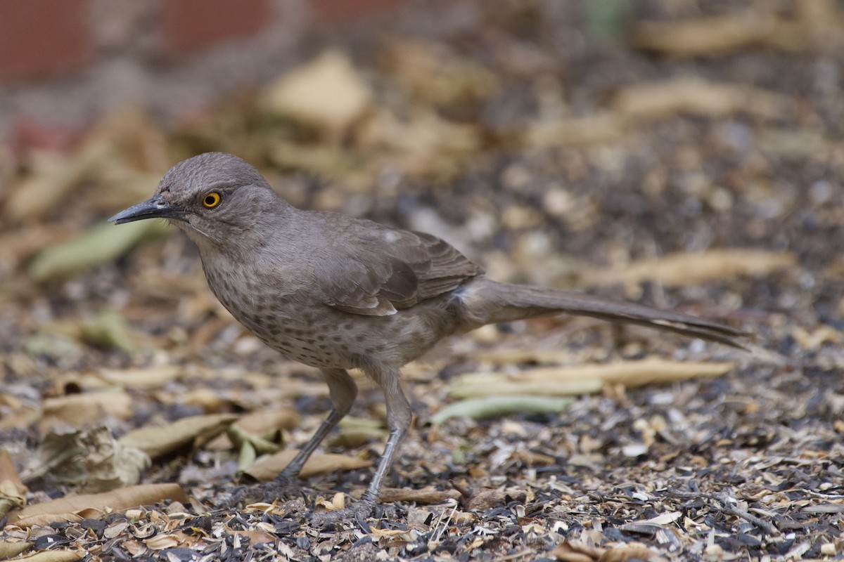 Toxostoma sp. - ML437629481