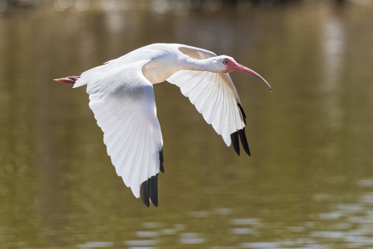 ibis bílý - ML437630331