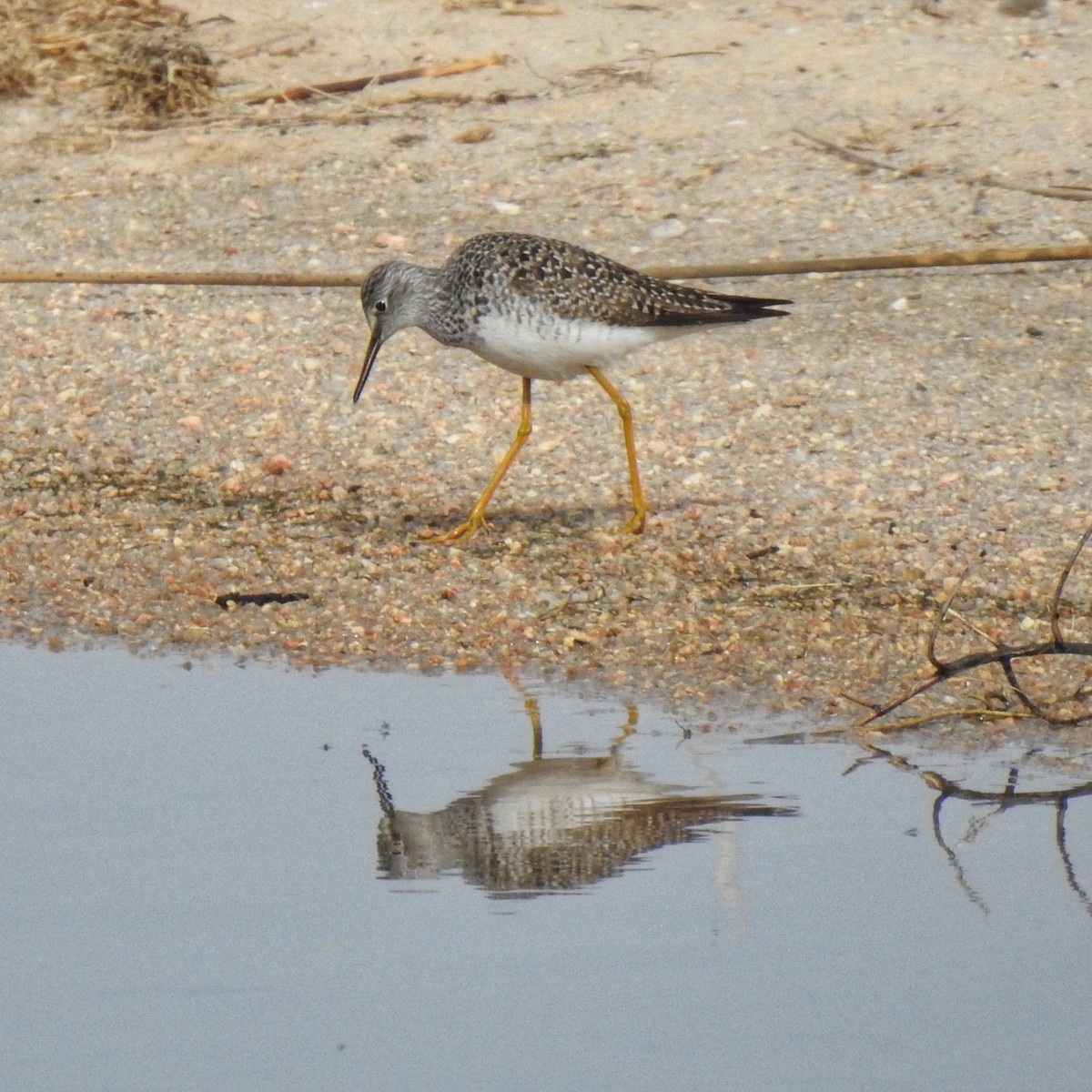 Lesser Yellowlegs - ML437631041