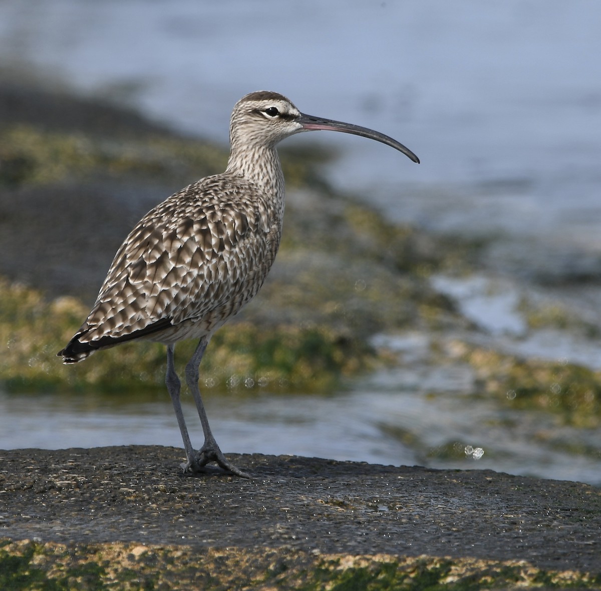 Whimbrel - Paul Nielson