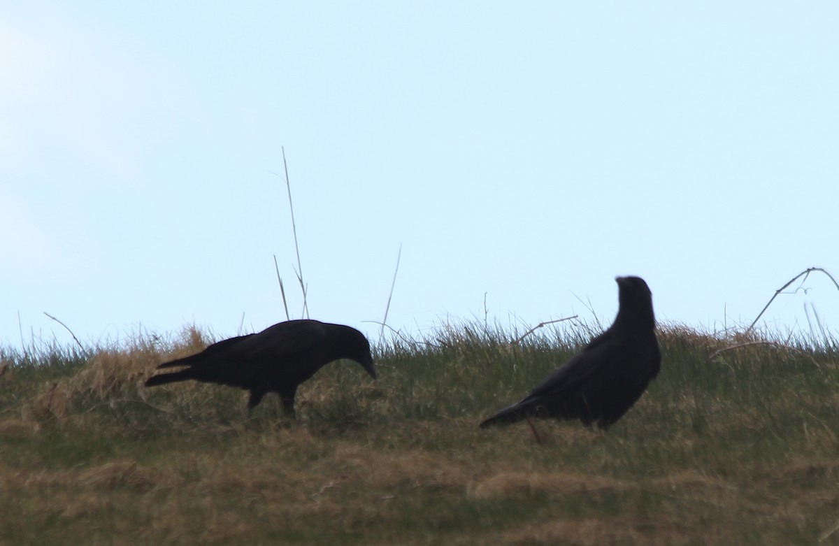 American Crow - ML437632011