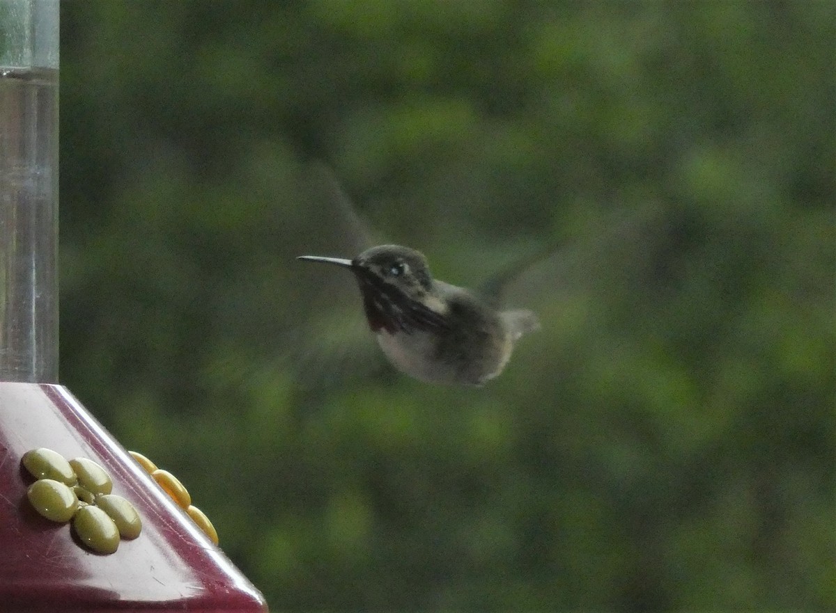 Calliope Hummingbird - ML437632301