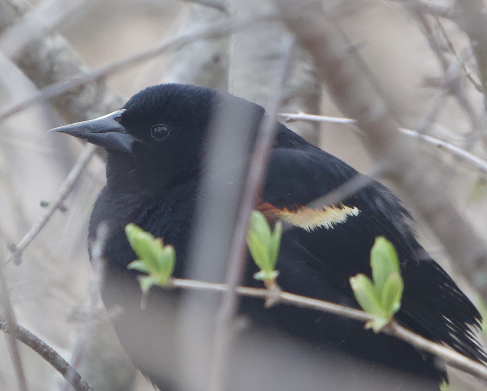 Red-winged Blackbird - ML437633651