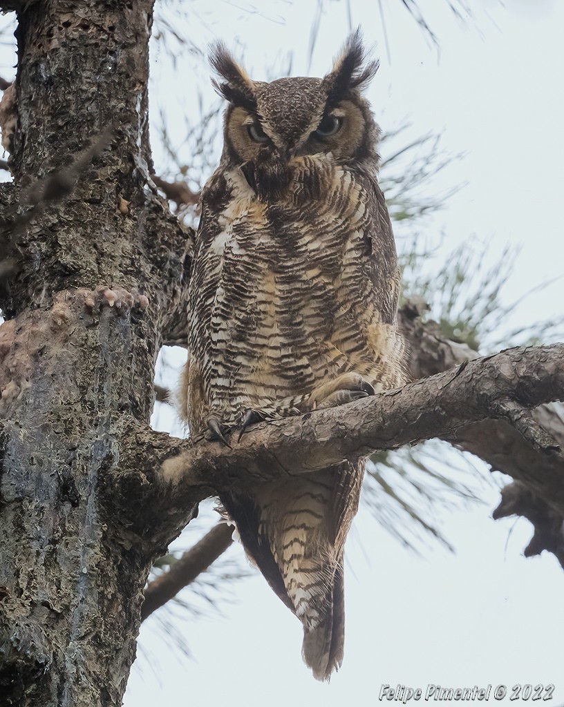 Great Horned Owl - ML437634121