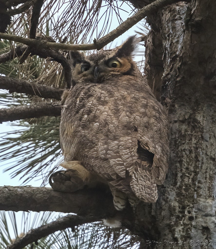 Great Horned Owl - ML437634131
