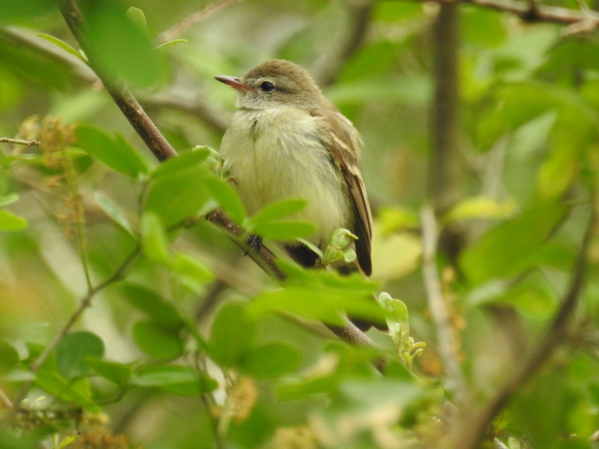 Southern Mouse-colored Tyrannulet - dario wendeler