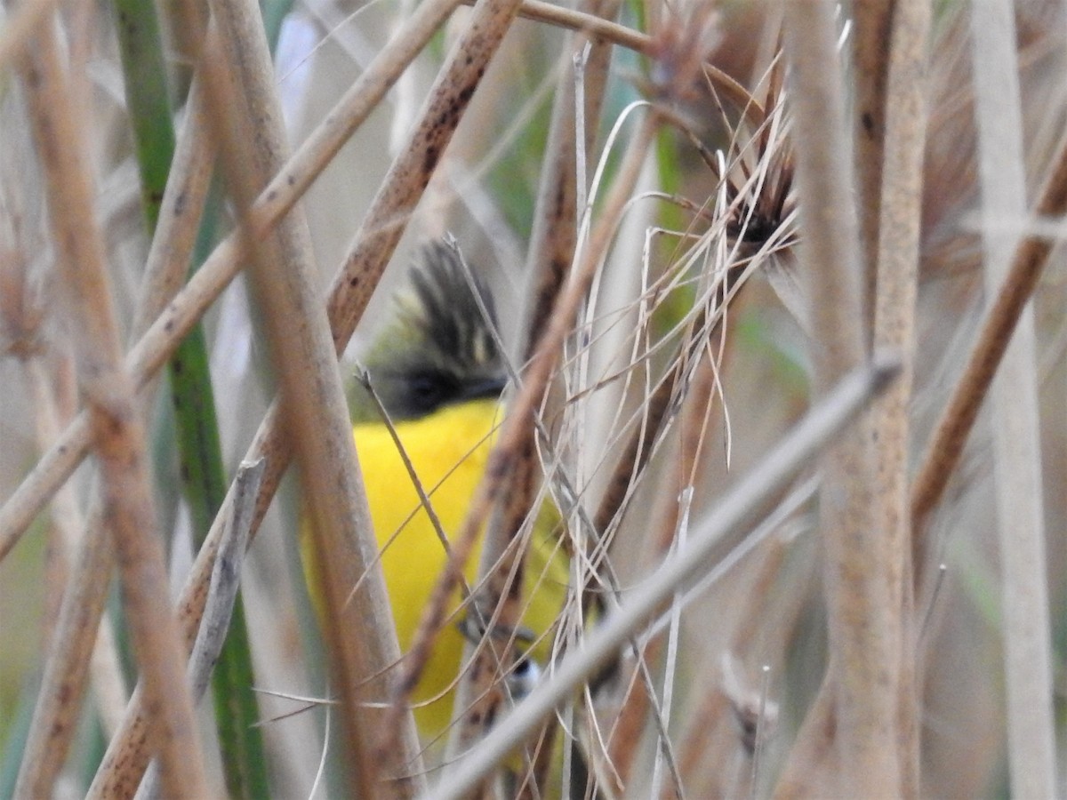 Crested Doradito - ML437635411