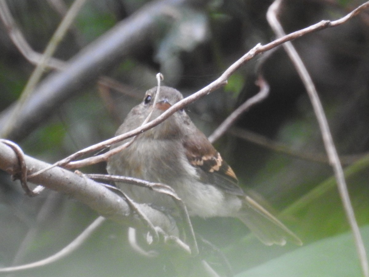 Euler's Flycatcher - ML437635861